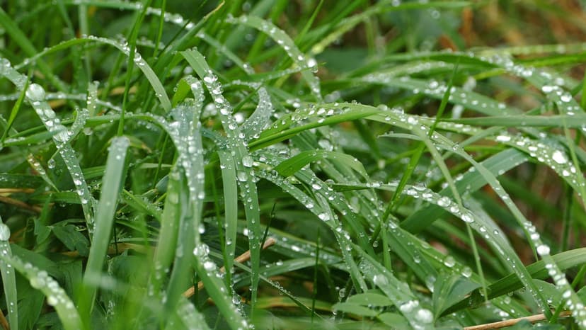 Raindrops on lawn grass after a shower