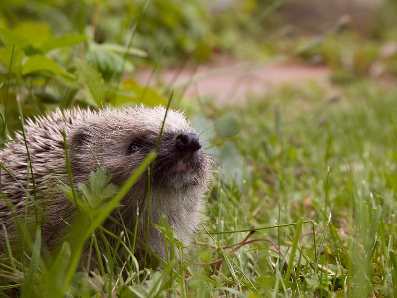 Young hedgehog hiding in long grass at the lawn edge