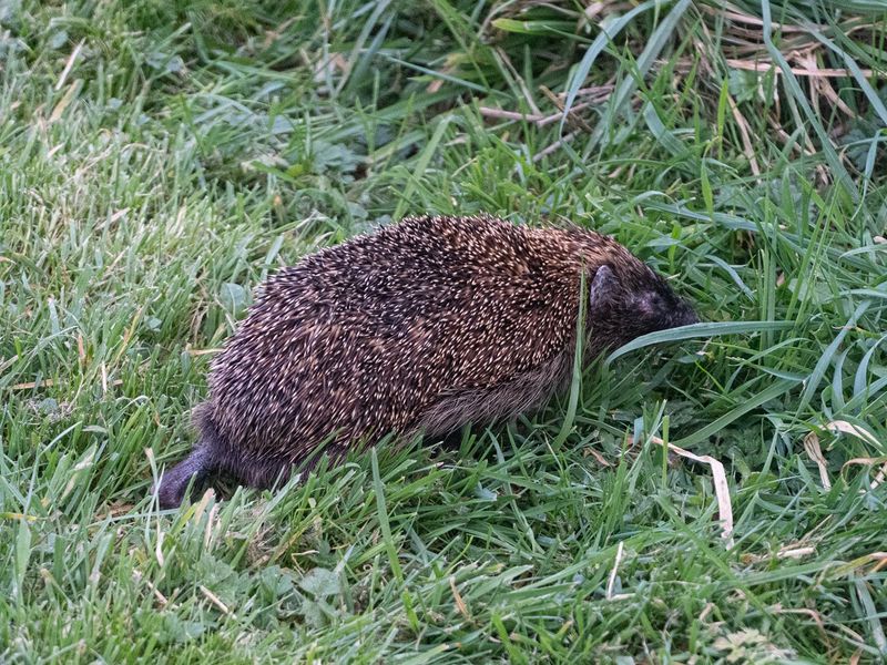 Hedgehog foraging in short lawn grass