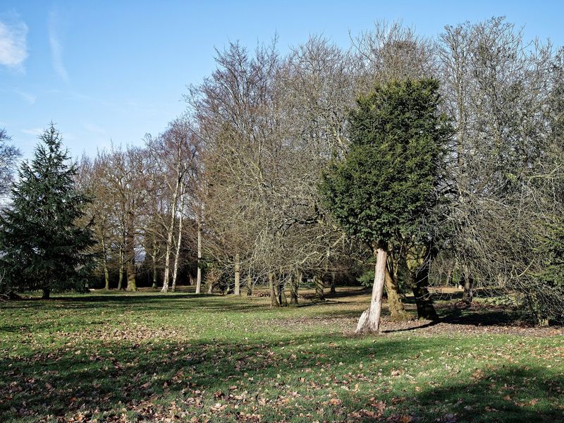 Tall trees over a garden lawn that block part of the sky