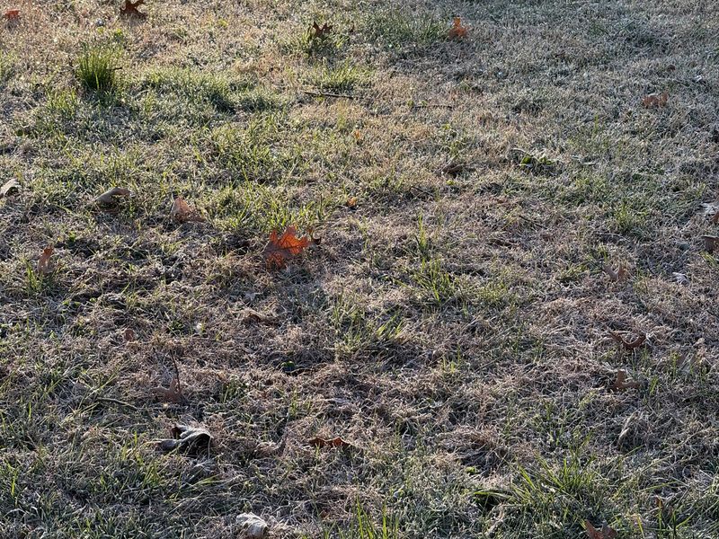 Frost on a lawn early in the morning