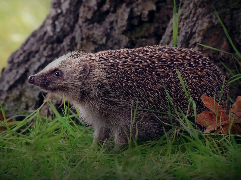 European hedgehog in long grass beside a tree at the edge of a lawn